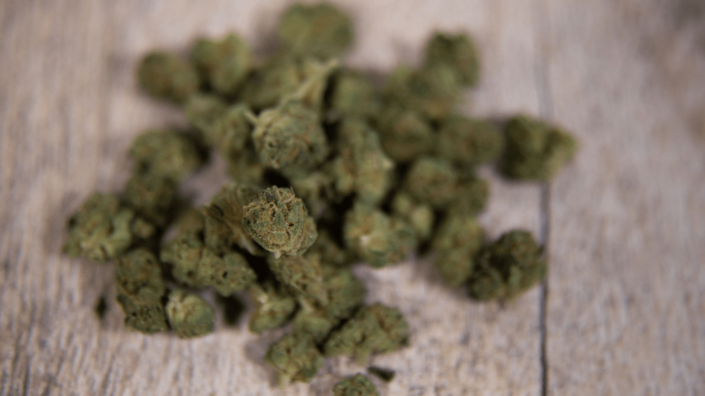 Elevate Your Grow IQ: Must-Know Growing Terms for Cannabis Enthusiasts